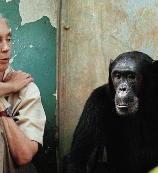 Jane Goodall