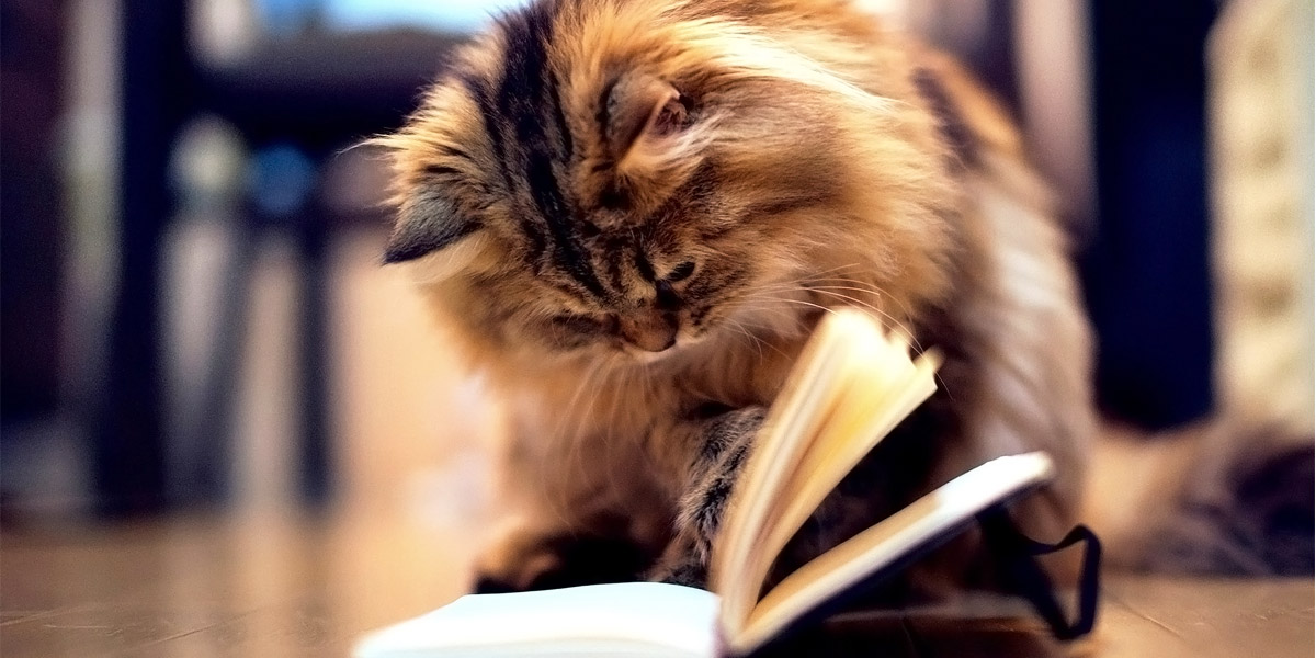 kediler-fizik-felsefe-ve-edebiyat