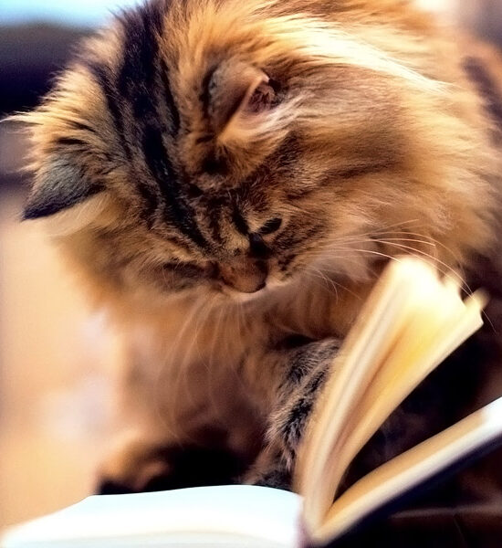 kediler-fizik-felsefe-ve-edebiyat